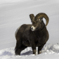 Angry Bighorn 