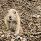 Black-tailed Prairie Dog