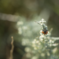 Ladybug on Prairie Sagewort