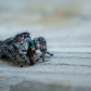 Jumping Spider