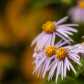 Showy Aster