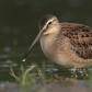 Short-billed Dowitcher