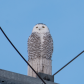 snowy owl