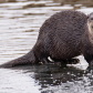 Otter on ice