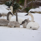 The Swan Family