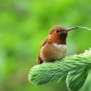 Tiny little humming bird on the spruce tips