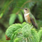 Humming Bird on the spruce tips