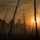 Foggy sunrise at the Beaver Pond