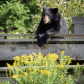 Black bear cubs