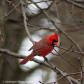 Great Northern Male Cardinal