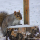 Eastern Grey Squirrel