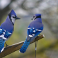 Two Blue Jays Having A Chat