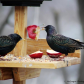 Two Starlings having a feed during winter.