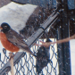 Yikes says this robin early snowfall !