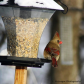 Female Cardinal stopping to have a feed.