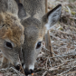 Two deer in the field.