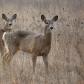 Two deer in the field.