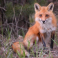 Beautiful red fox.