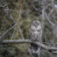 Beautiful owl in a tree.