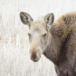 Manitoba Moose
