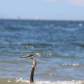 SOCIABLE HERON