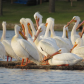 PELICANS