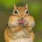 Cheeky Chipmunk 