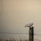 SNOWY OWL