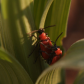 Lady Bug
