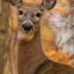 Beautiful Deer in Autumn 