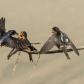Barn Swallows