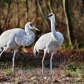 Sandhill Cranes