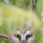 Peek-a-Boo Saw-Whet