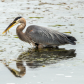 Heron vs Eel