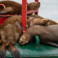 Nap Time