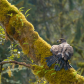 Salmon Forrest Eagle