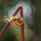 Snail 