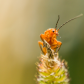 Soldier Beetle