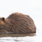 Beaver Buffet