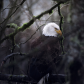 The Bald Eagle