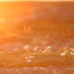 Mountain Avens in the Midnight Sun