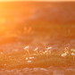 Mountain Avens in the Midnight Sun