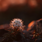 Dwarf Labrador Tea