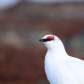 Rock Ptarmigan in Profile