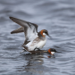 Frisky Phalaropes