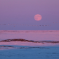 Snow Goose Moon