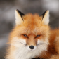 Foxy Model