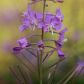 Fireweed