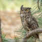 Great Horned Owl