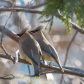 Cedar Waxwing